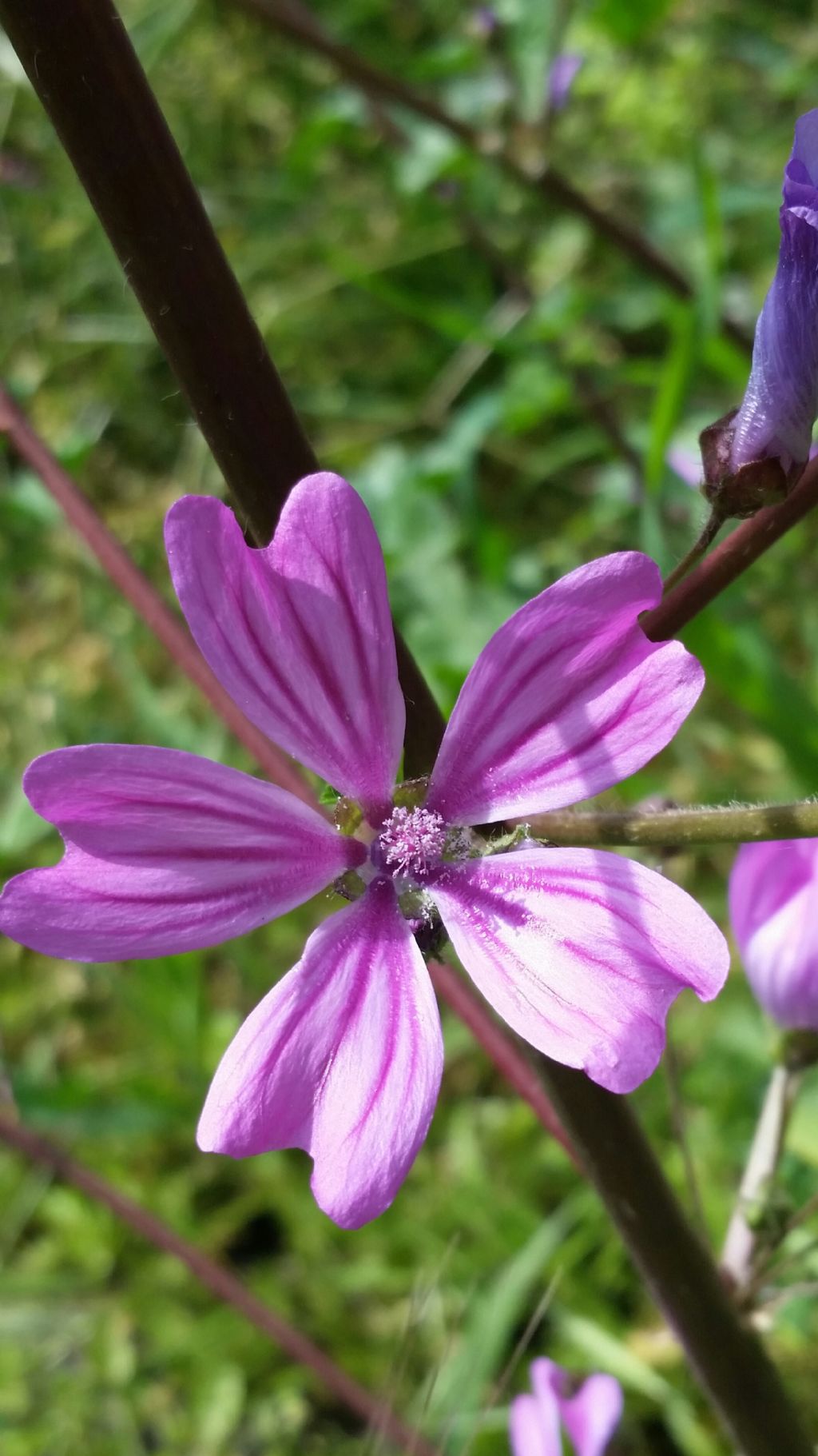 Malva sylvestris  (Malvaceae)